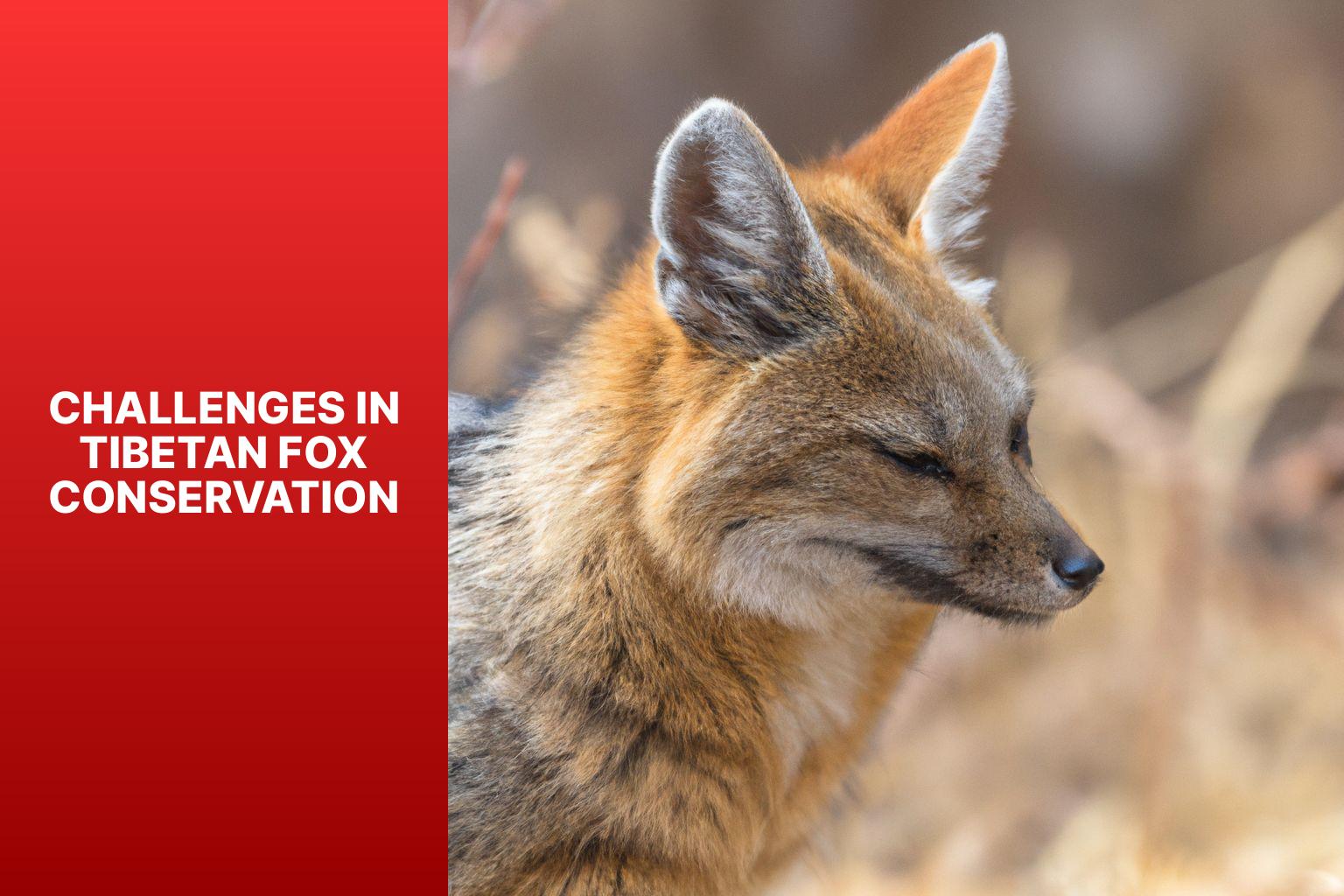 Challenges in Tibetan Fox Conservation - Tibetan Fox conservation 