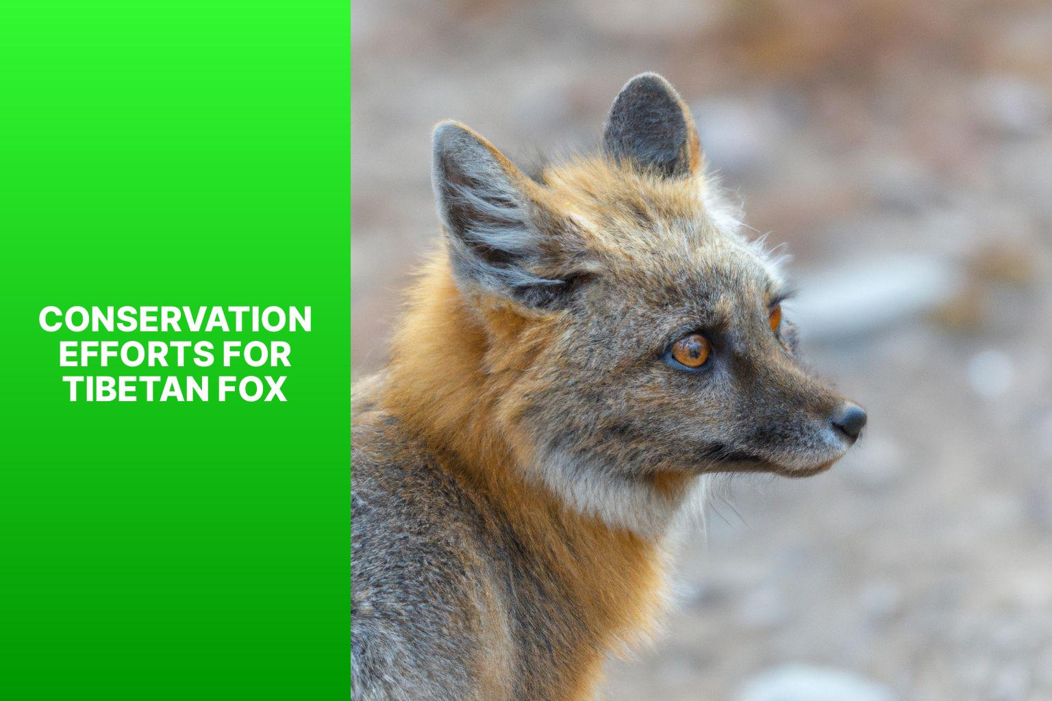 Conservation Efforts for Tibetan Fox - Tibetan Fox conservation 