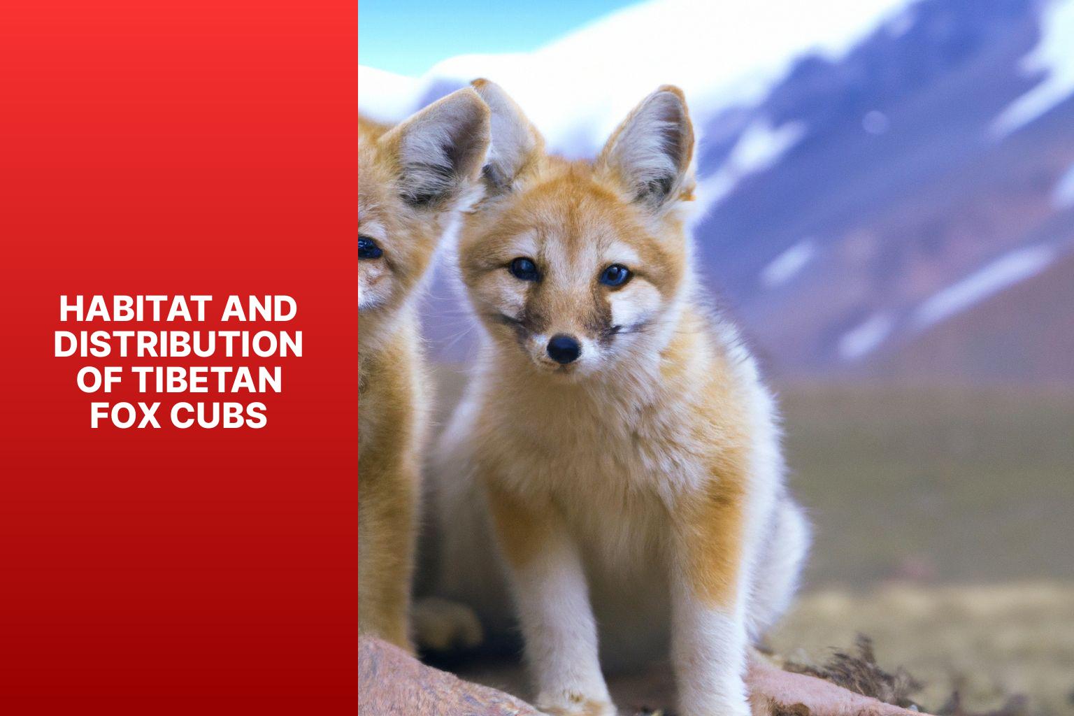Habitat and Distribution of Tibetan Fox Cubs - Tibetan Fox cubs 