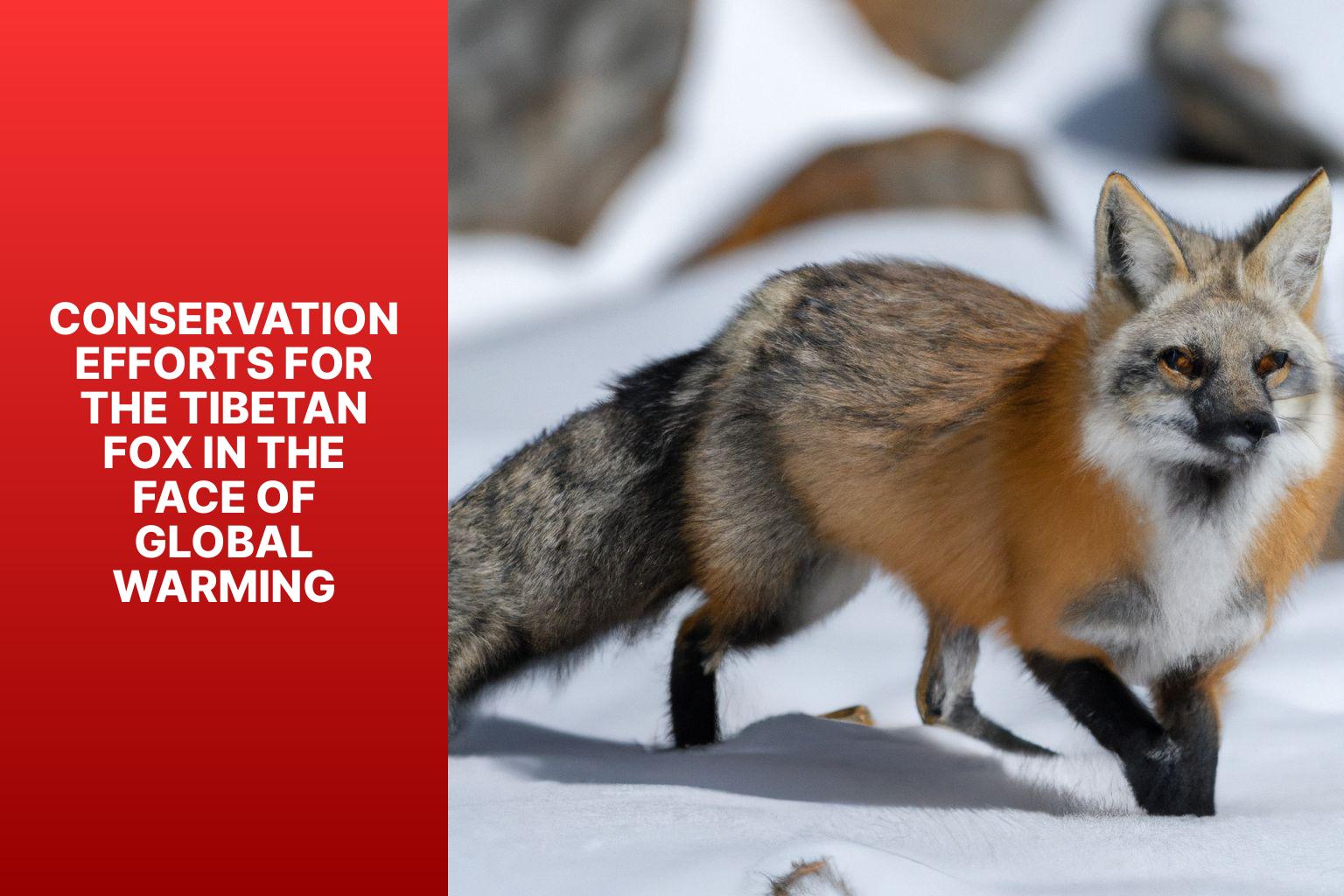 Conservation Efforts for the Tibetan Fox in the Face of Global Warming - Tibetan Fox in global warming 