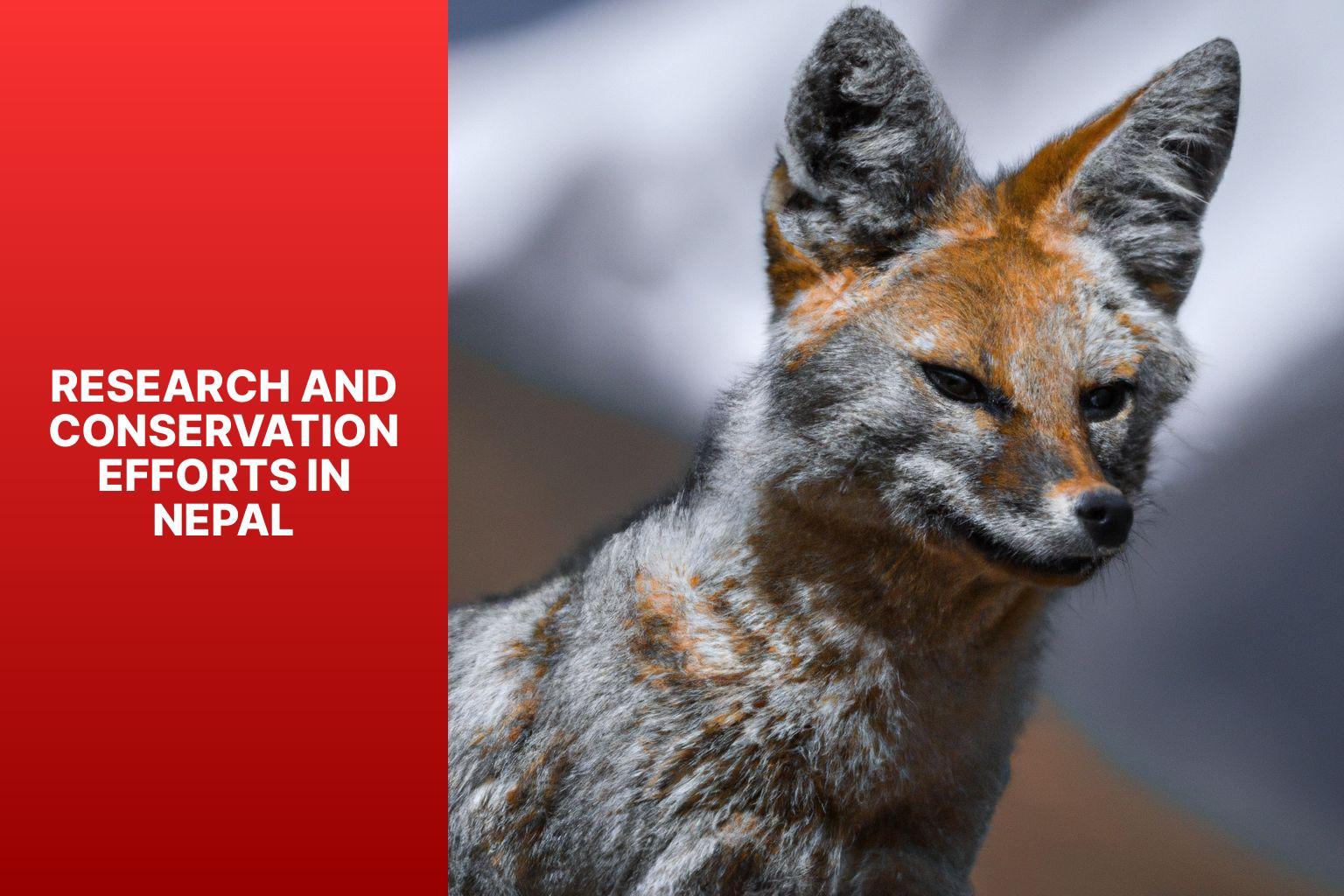 Research and Conservation Efforts in Nepal - Tibetan Fox in Nepal 