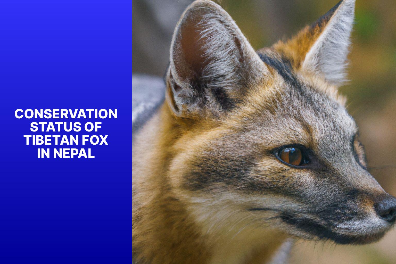 Conservation Status of Tibetan Fox in Nepal - Tibetan Fox in Nepal 
