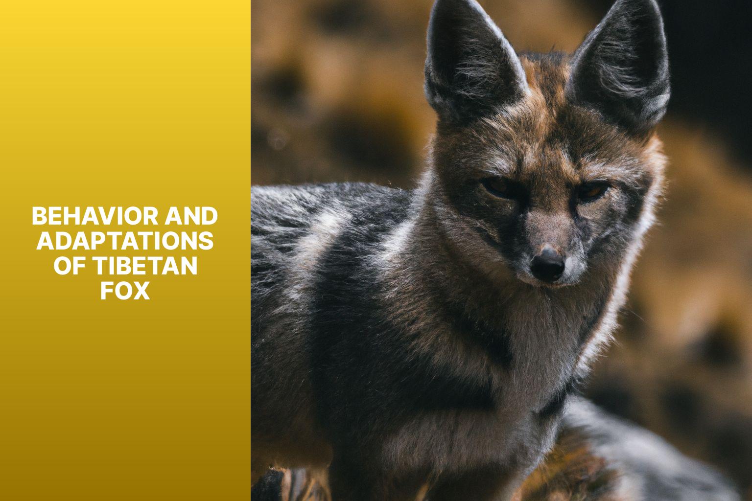Behavior and Adaptations of Tibetan Fox - Tibetan Fox in Nepal 