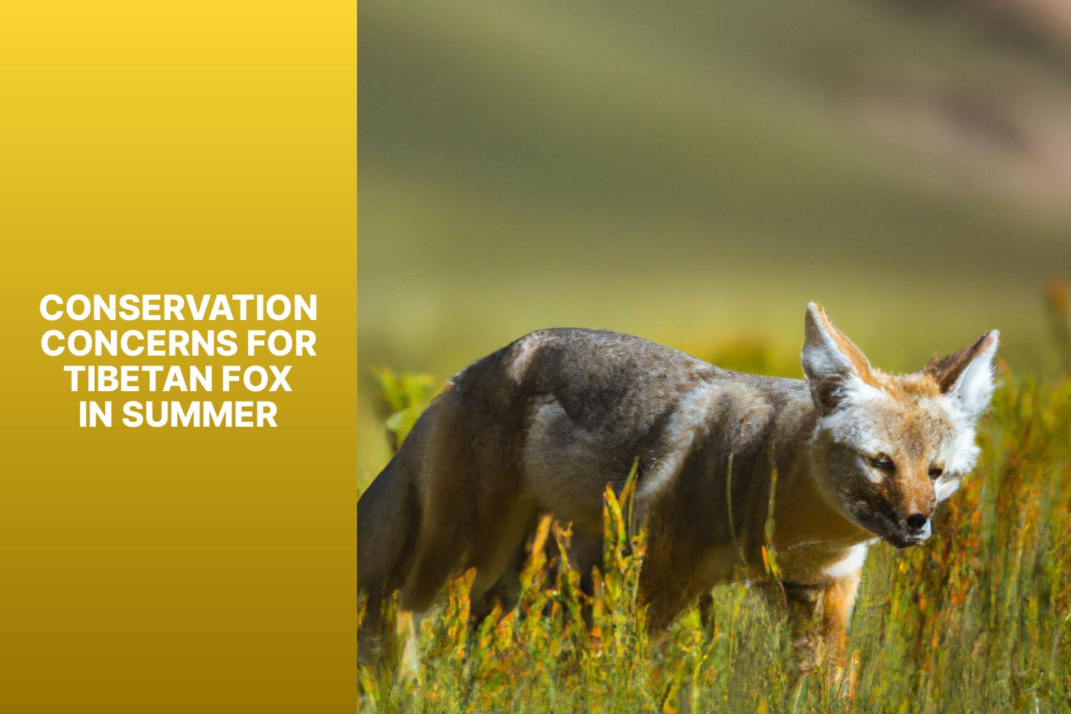 Conservation Concerns for Tibetan Fox in Summer - Tibetan Fox in summer 