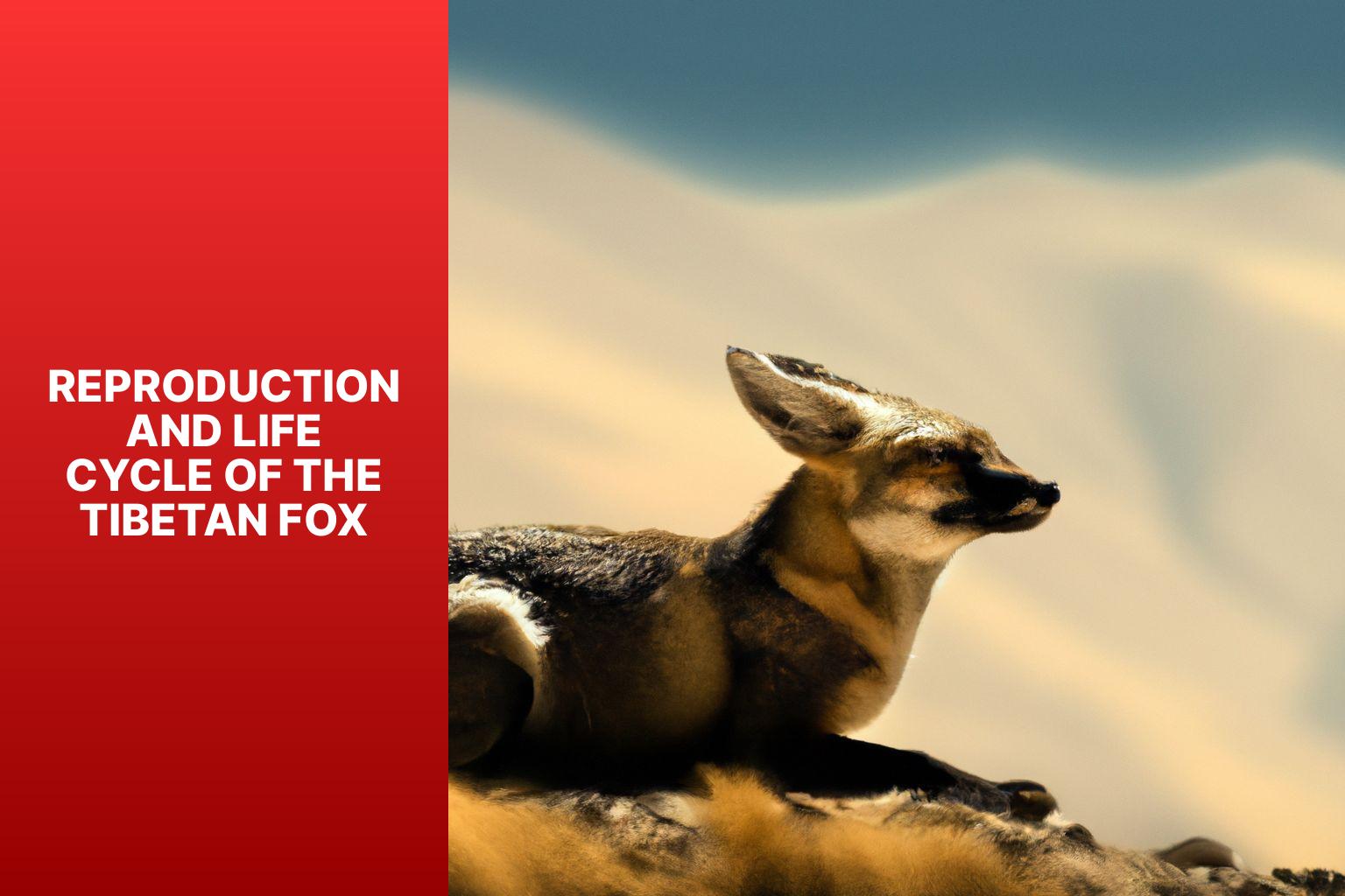 Reproduction and Life Cycle of the Tibetan Fox - Tibetan Fox in the Himalayas 