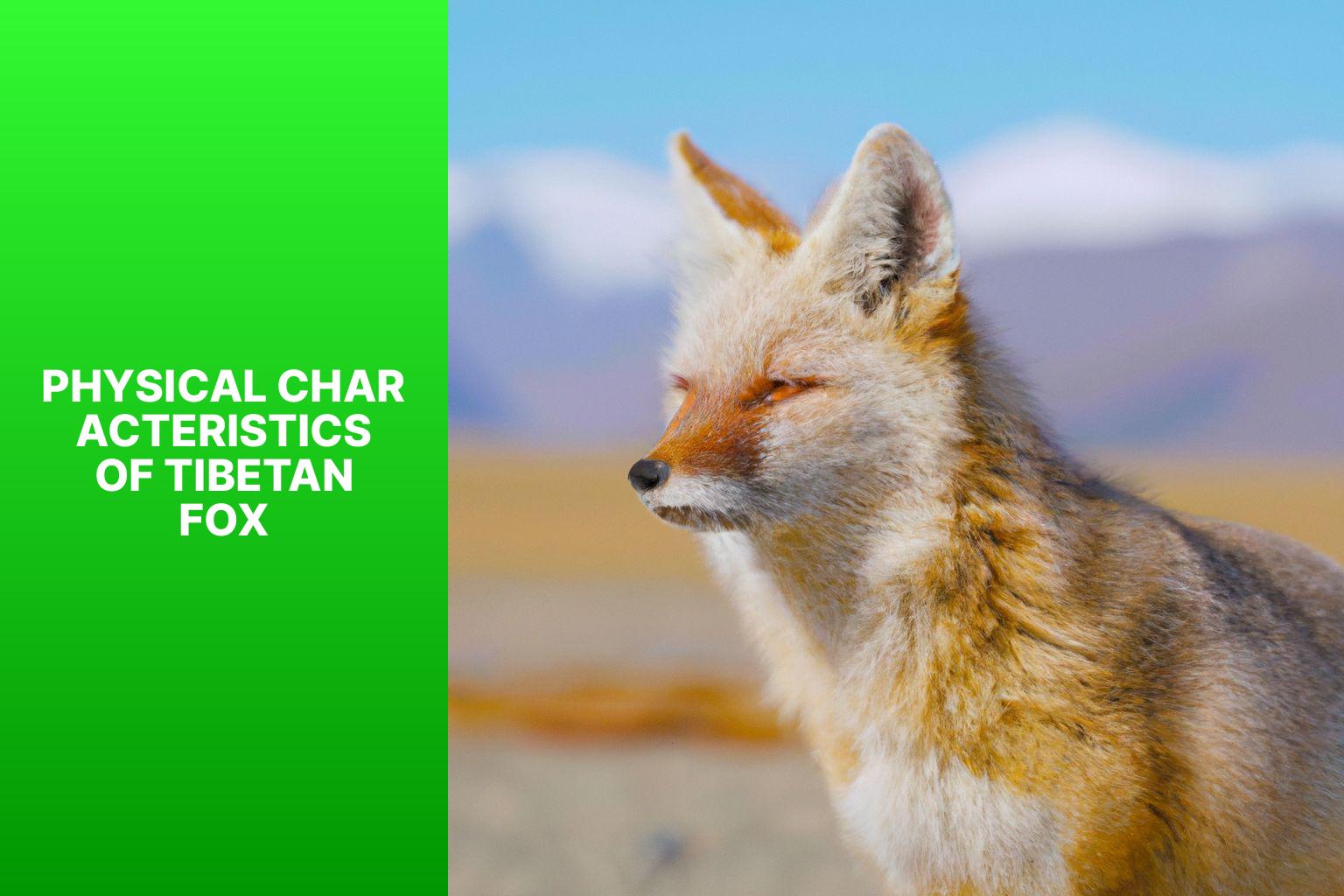 Physical Characteristics of Tibetan Fox - Tibetan Fox in the Qinghai-Tibet Plateau 