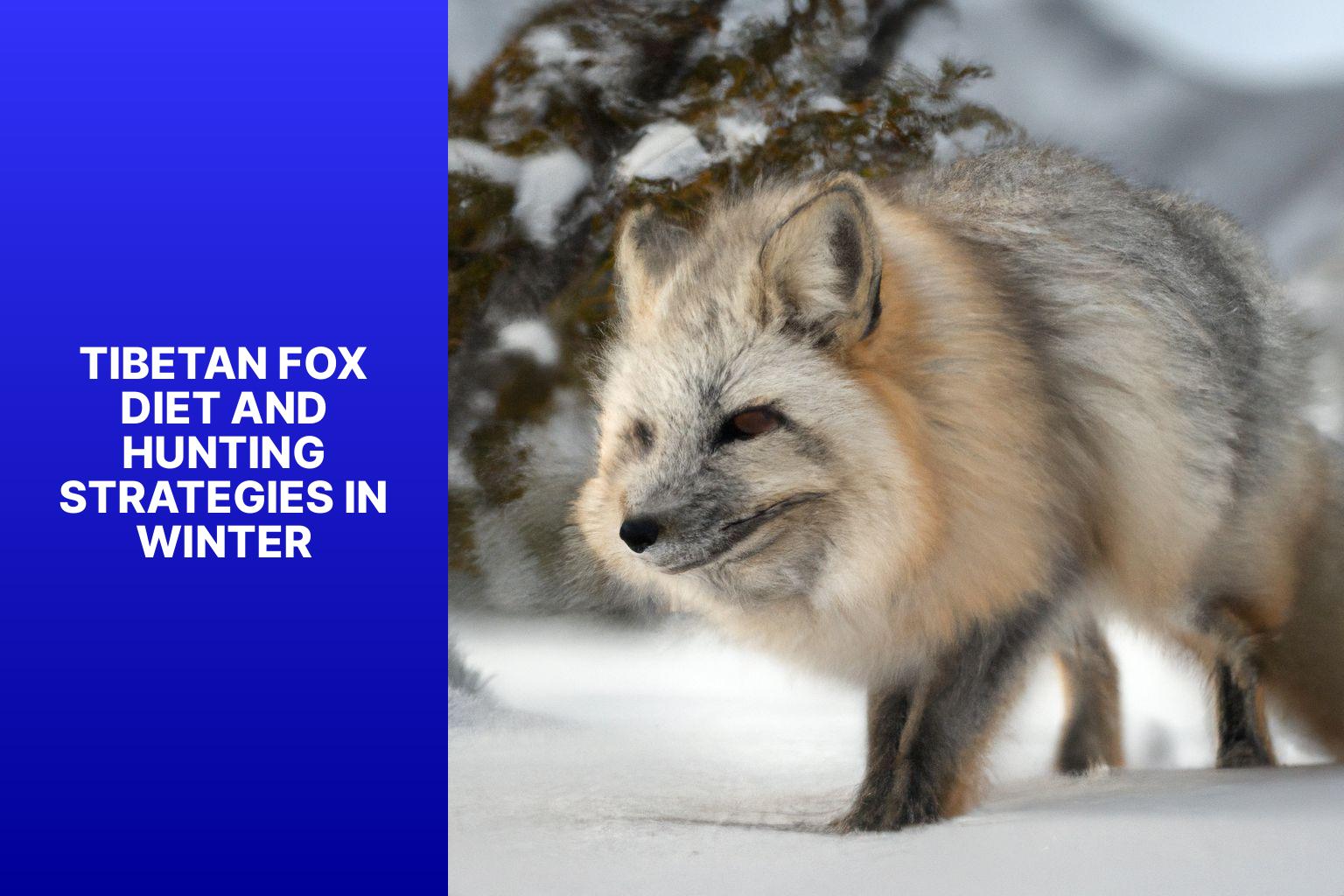 Tibetan Fox Diet and Hunting Strategies in Winter - Tibetan Fox in winter 