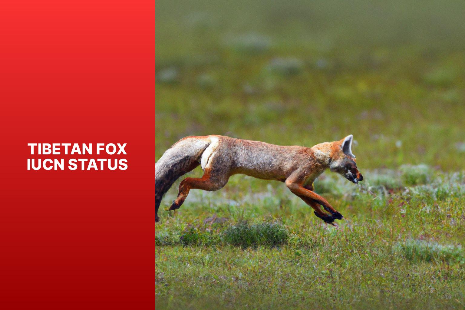 Tibetan Fox IUCN Status: Understanding the Conservation Status and