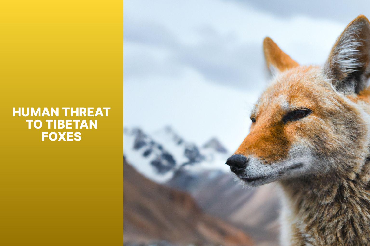 Human Threat to Tibetan Foxes - Tibetan Fox predators 
