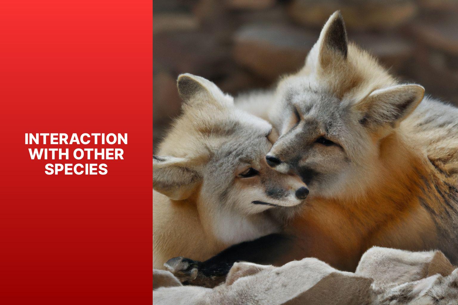 Interaction with other species - Tibetan Fox reproduction 