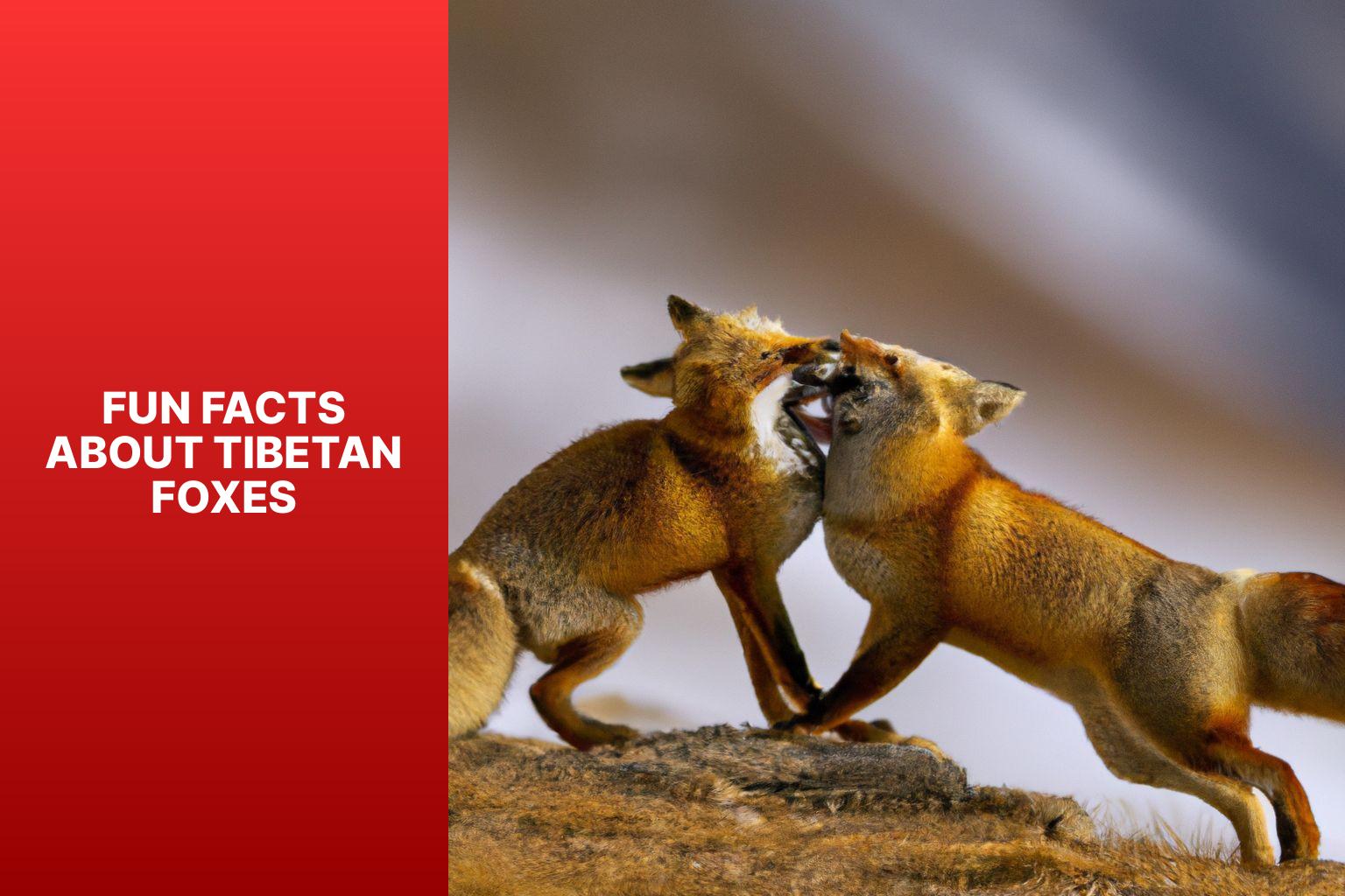 Fun Facts about Tibetan Foxes - Tibetan Fox reproduction 