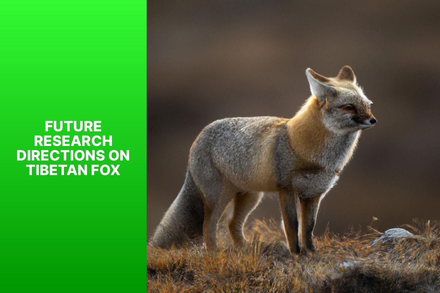 Future Research Directions on Tibetan Fox - Tibetan Fox scientific research 