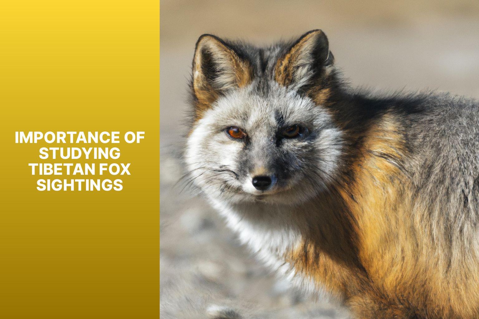 Importance of Studying Tibetan Fox Sightings - Tibetan Fox sightings 