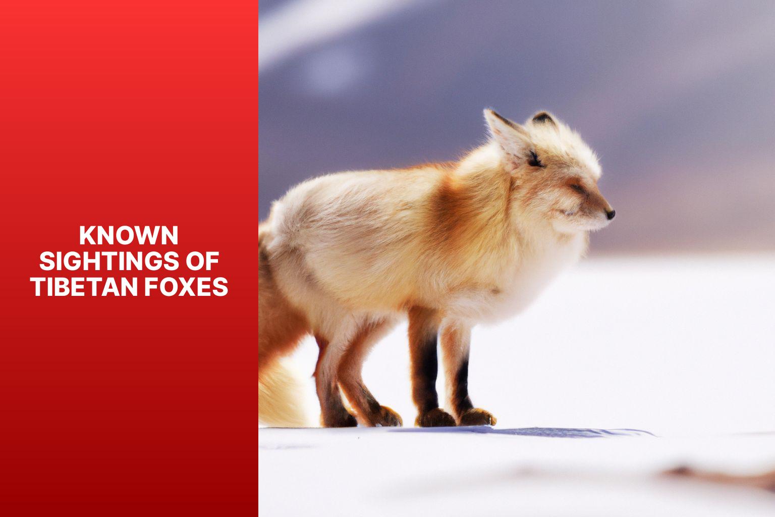 Known Sightings of Tibetan Foxes - Tibetan Fox sightings 