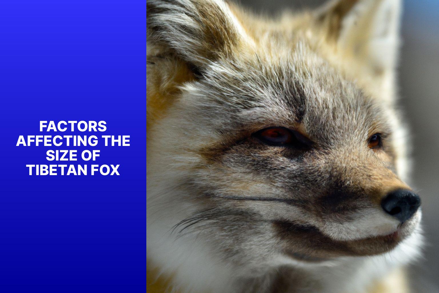 Factors Affecting the Size of Tibetan Fox - Tibetan Fox size 
