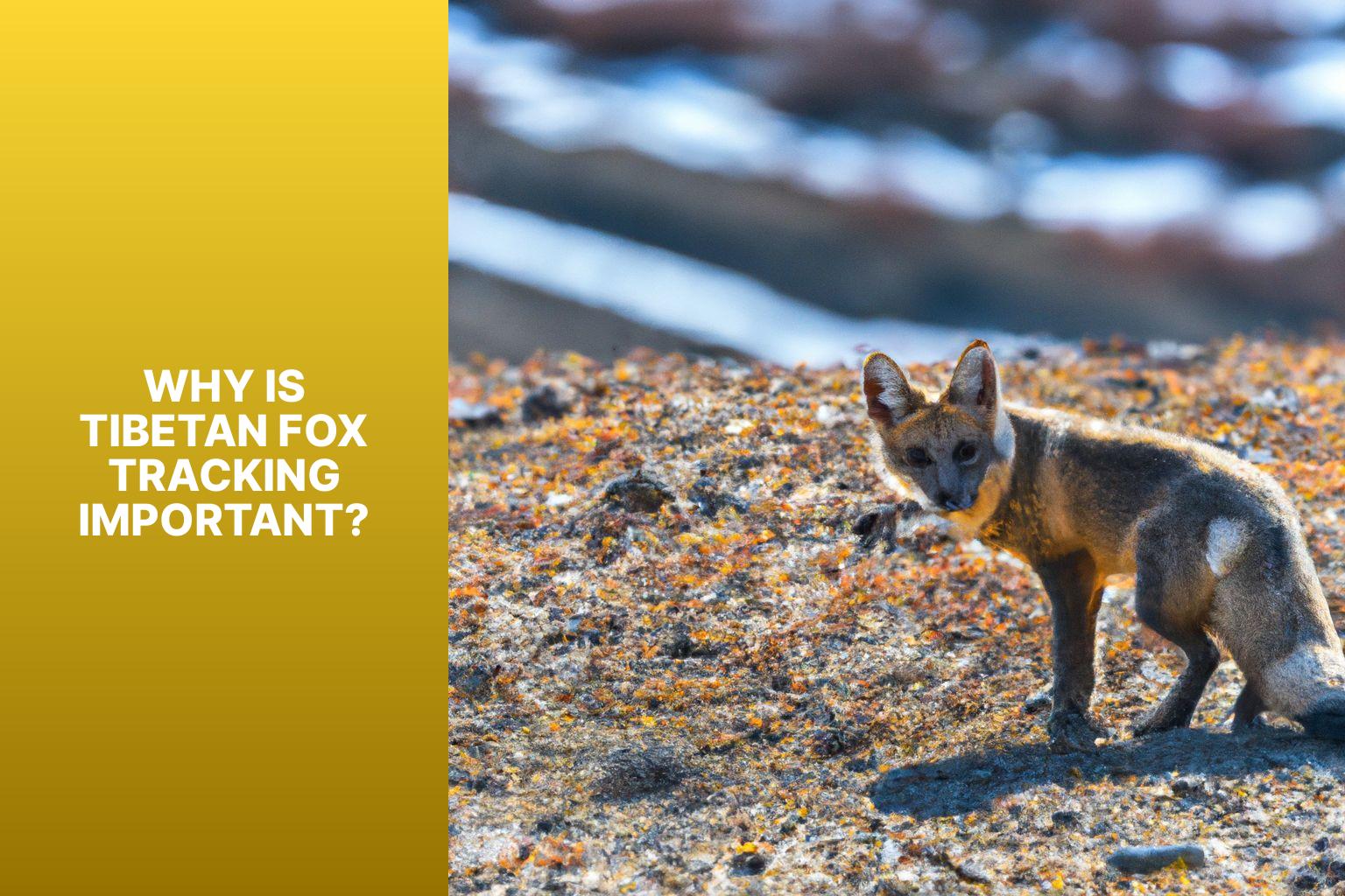 Why is Tibetan Fox Tracking Important? - Tibetan Fox tracking 