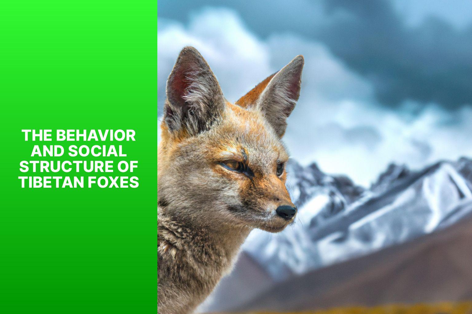 The Behavior and Social Structure of Tibetan Foxes - Tibetan Fox unique features 