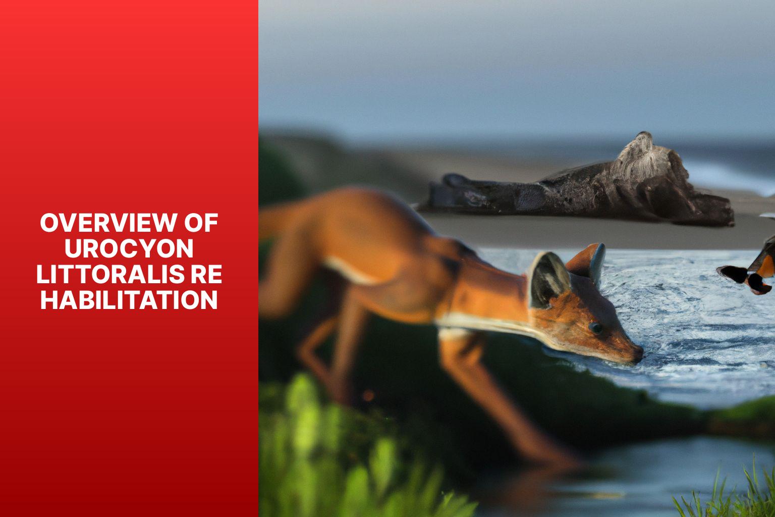 Overview of Urocyon Littoralis Rehabilitation - Urocyon littoralis and Wildlife Rehabilitation 