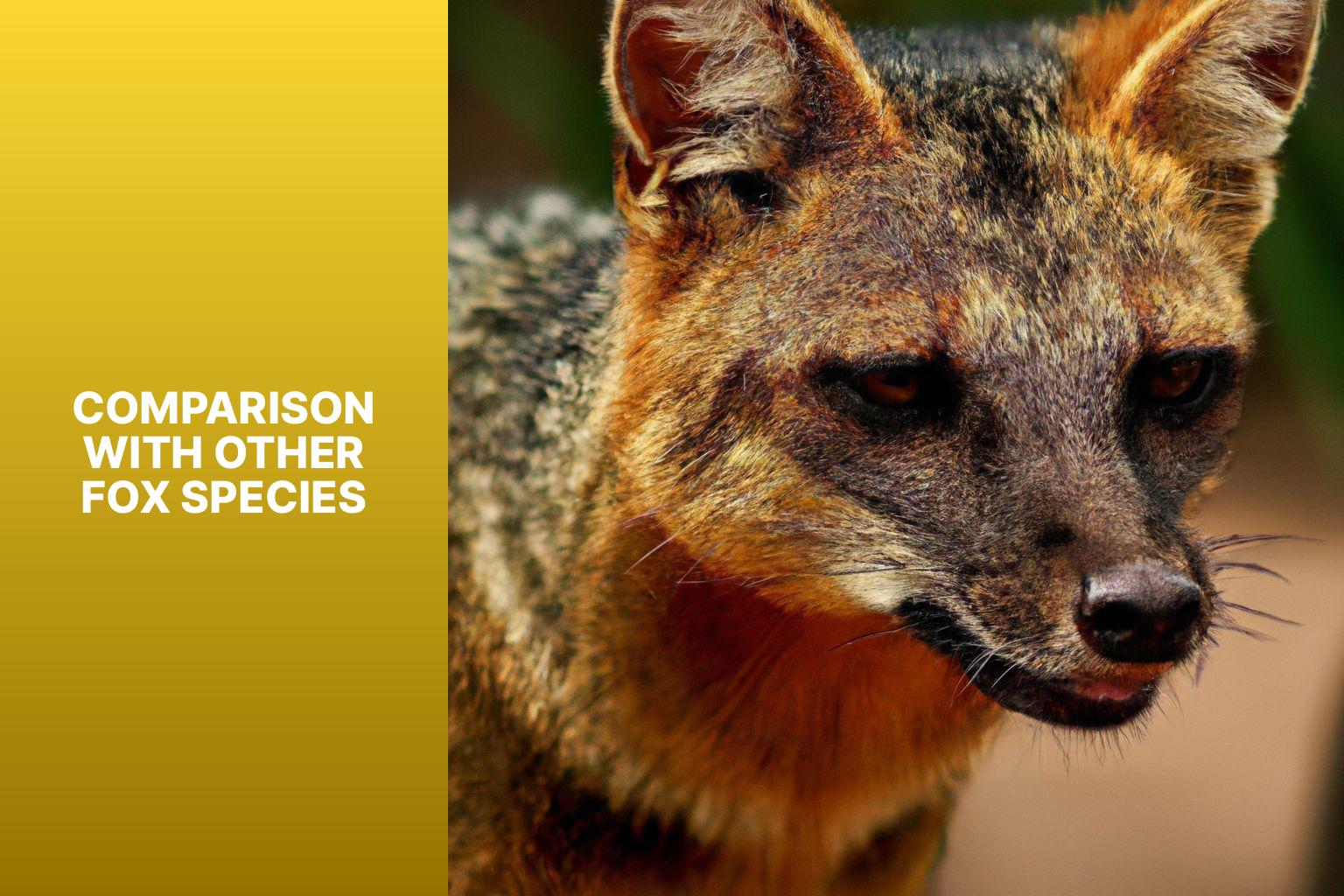 Comparison with Other Fox Species - Urocyon littoralis Identification Guide 