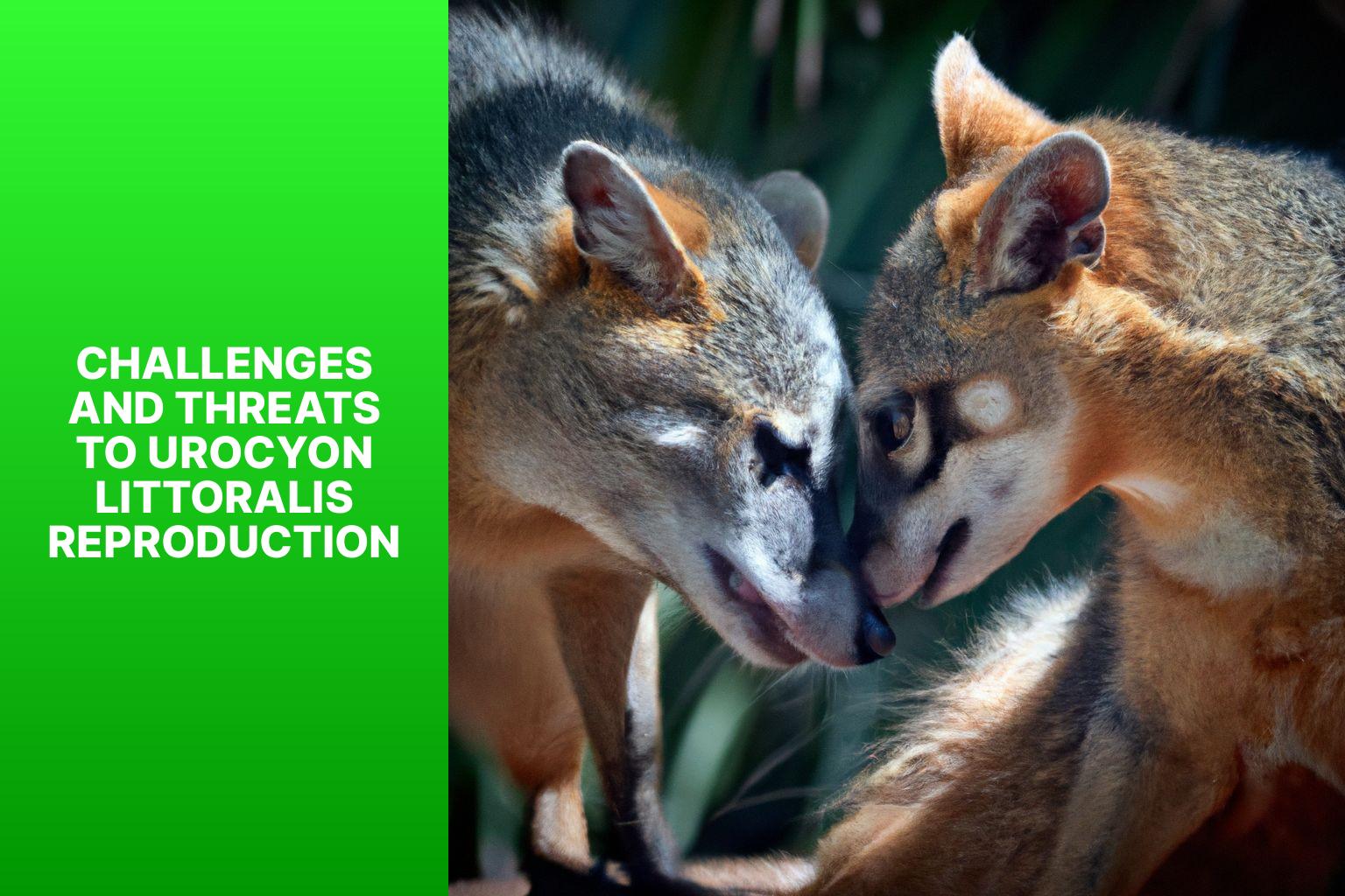 Challenges and Threats to Urocyon littoralis Reproduction - Urocyon littoralis Reproduction 