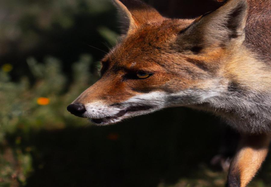 Conservation Status and Threats to Vulpes Cana - Vulpes Cana in Portugal 