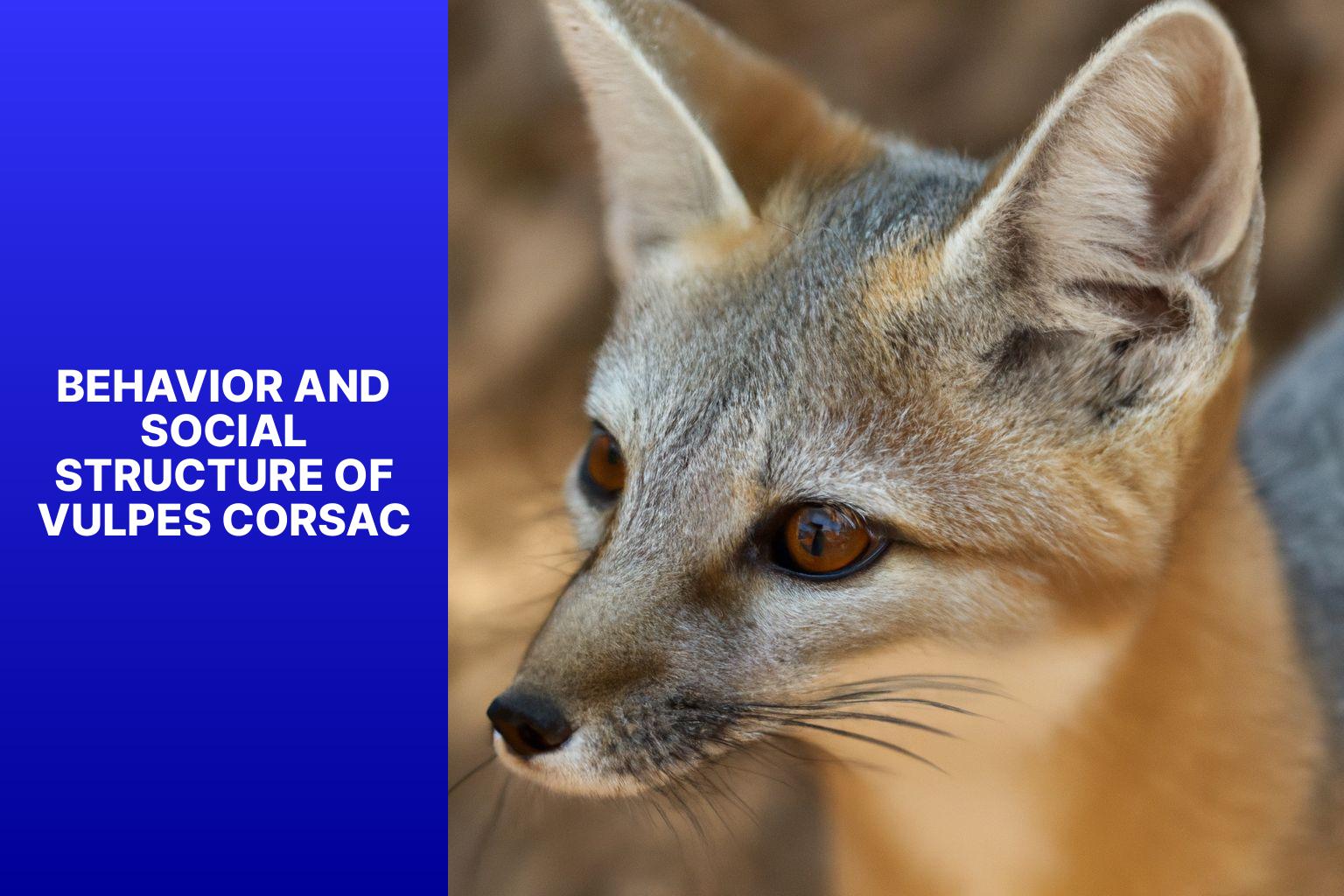 Behavior and Social Structure of Vulpes Corsac - Vulpes Corsac Evolution 