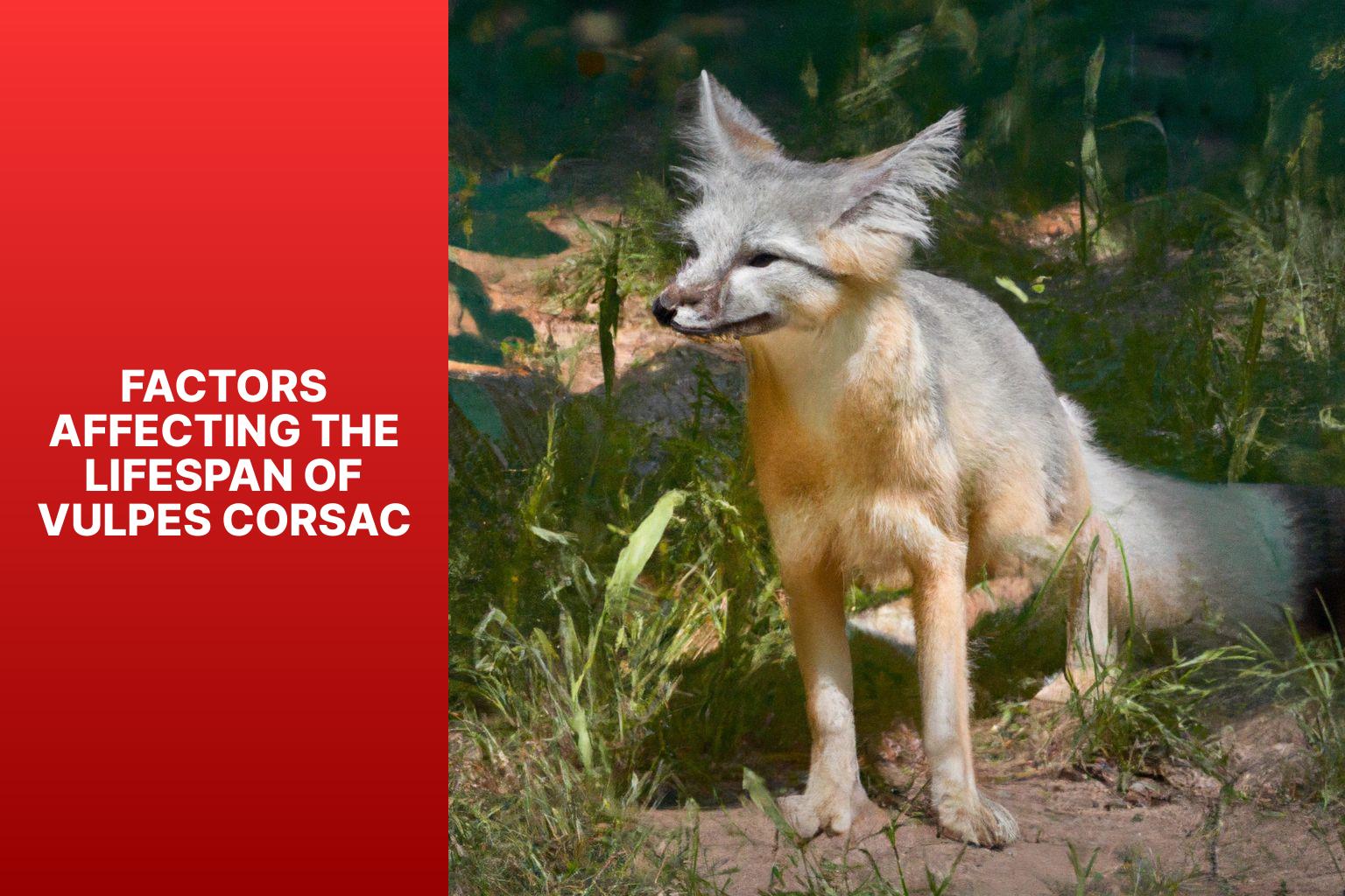 Factors Affecting the Lifespan of Vulpes Corsac - Vulpes Corsac Lifespan 