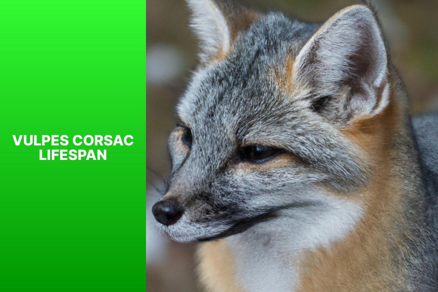 Exploring the Vulpes Corsac Lifespan: Factors Influencing Longevity in ...