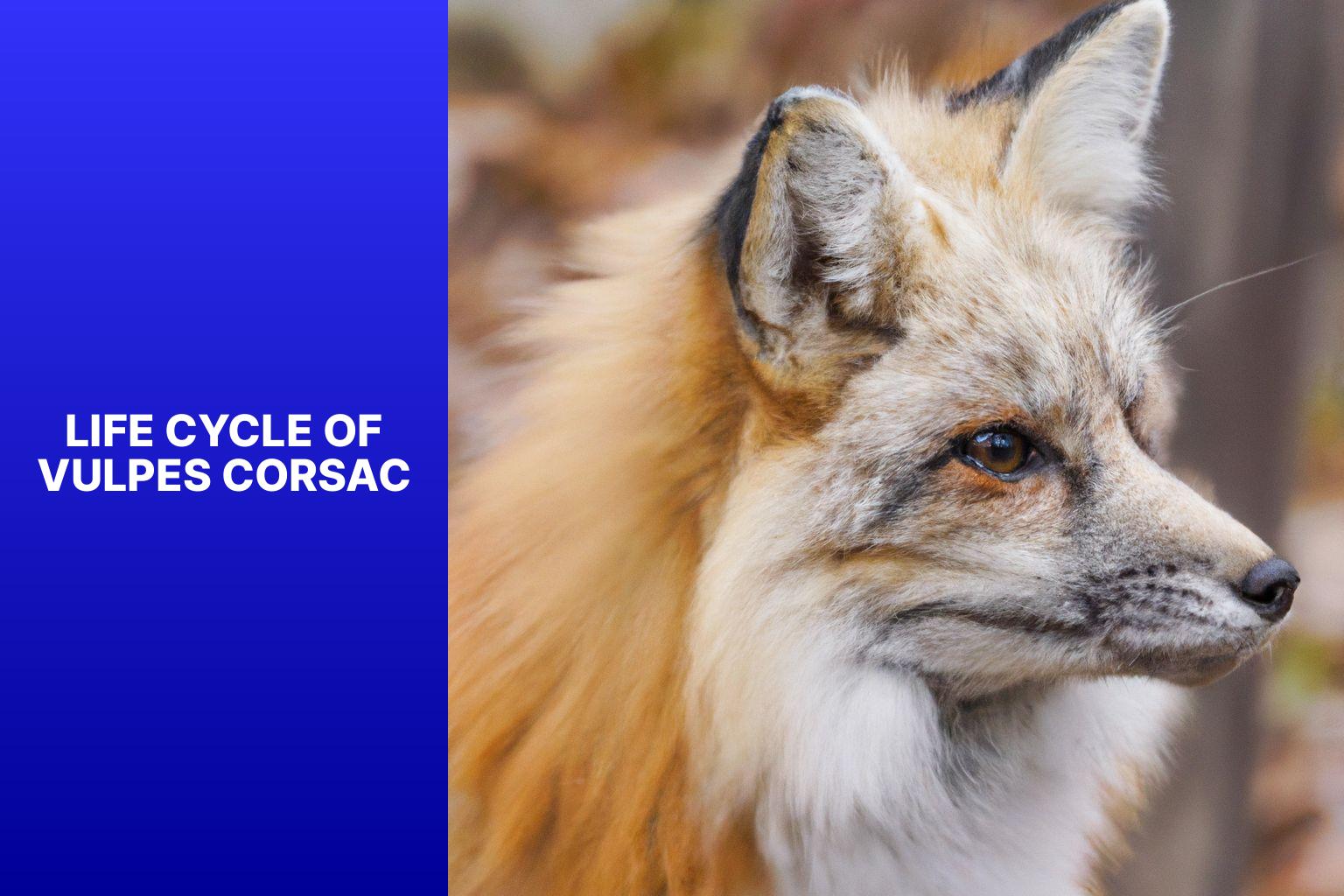 Life Cycle of Vulpes Corsac - Vulpes Corsac Reproduction 