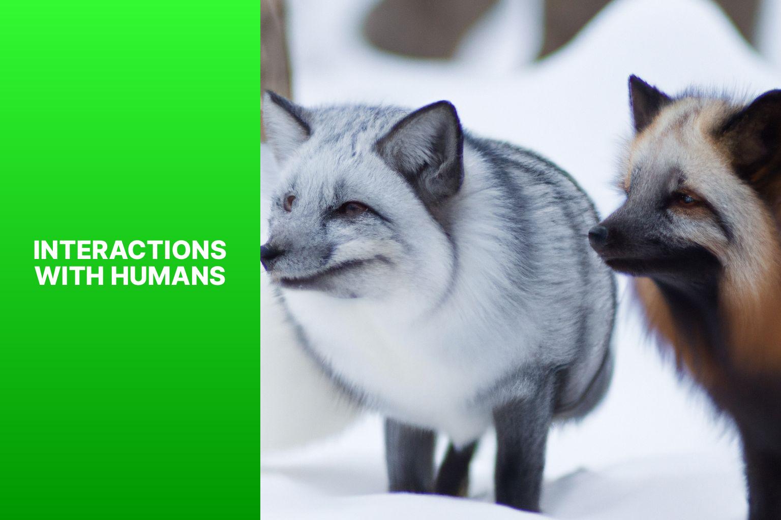 Interactions with Humans - Vulpes Corsac vs Arctic Fox 
