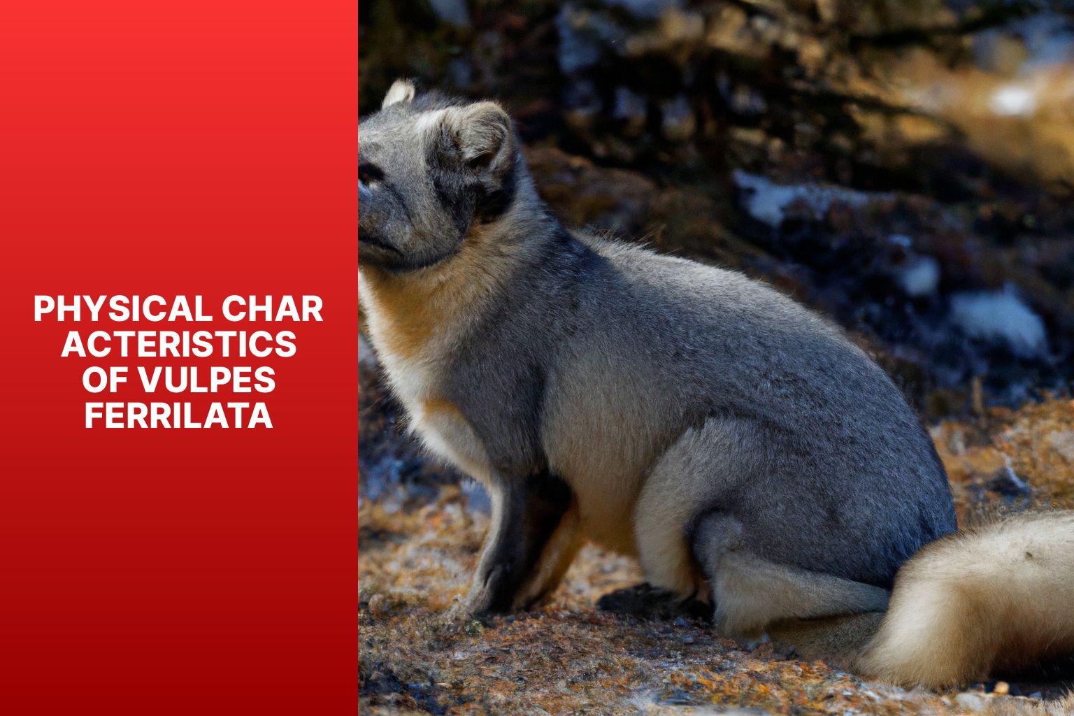 Physical Characteristics of Vulpes ferrilata - Vulpes ferrilata 