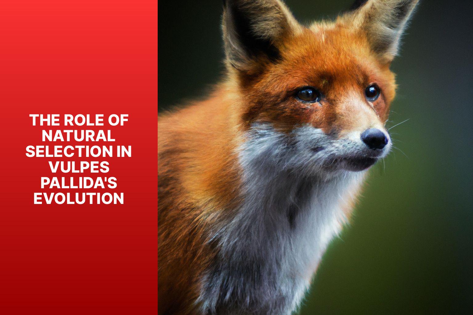 The Role of Natural Selection in Vulpes Pallida