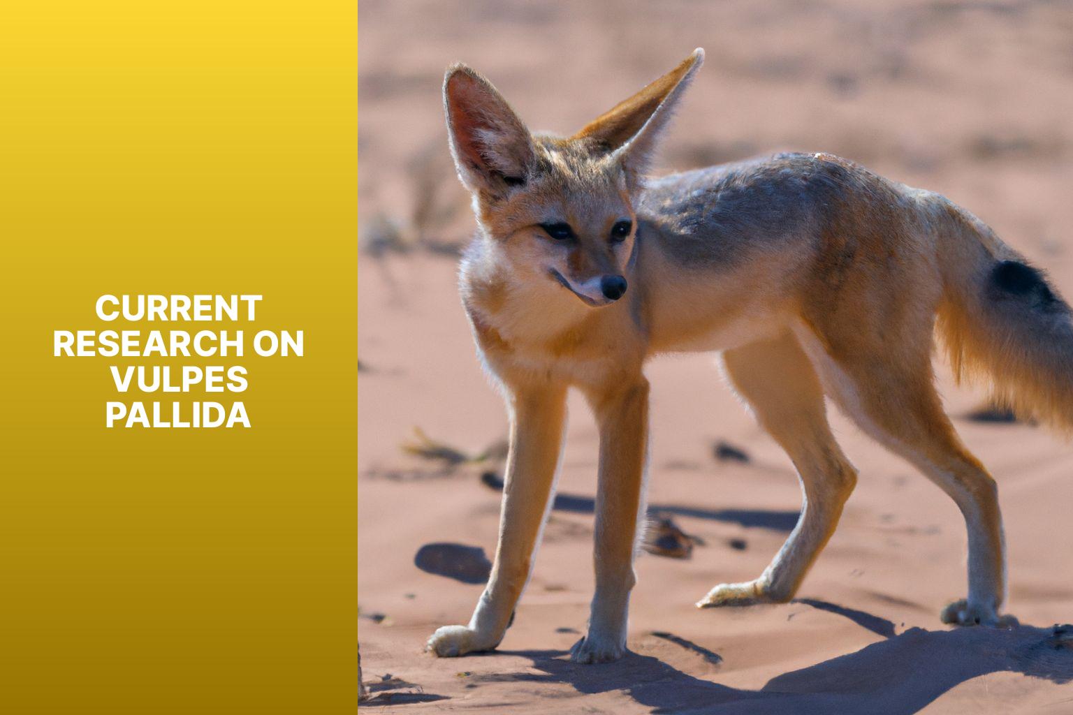 Current Research on Vulpes Pallida - Vulpes Pallida Research 