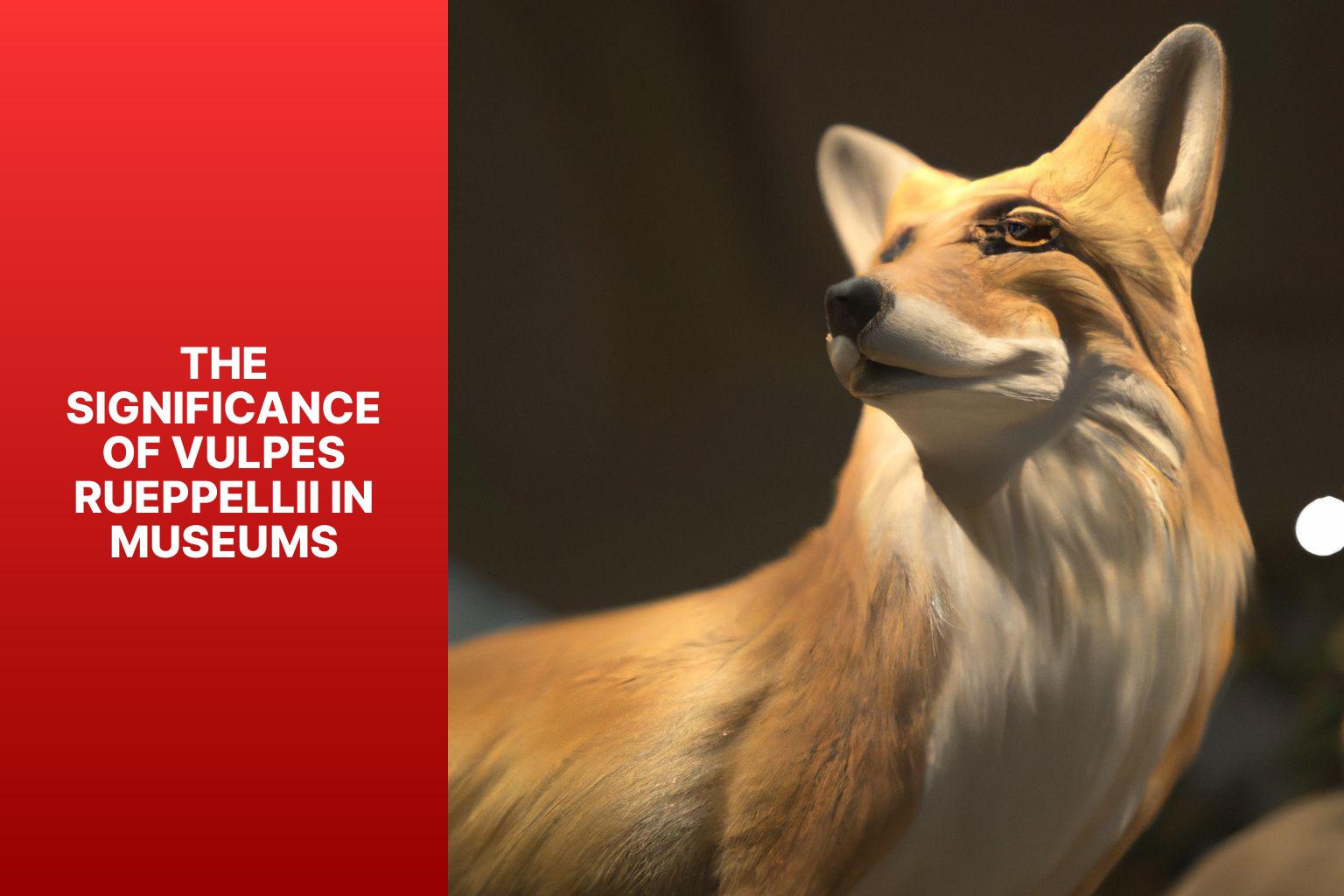 The Significance of Vulpes rueppellii in Museums - Vulpes rueppellii in Museums 