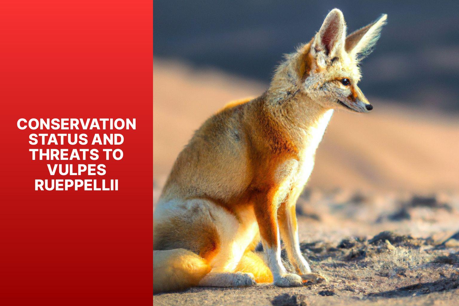 Conservation Status and Threats to Vulpes rueppellii - Vulpes rueppellii Physical Characteristics 