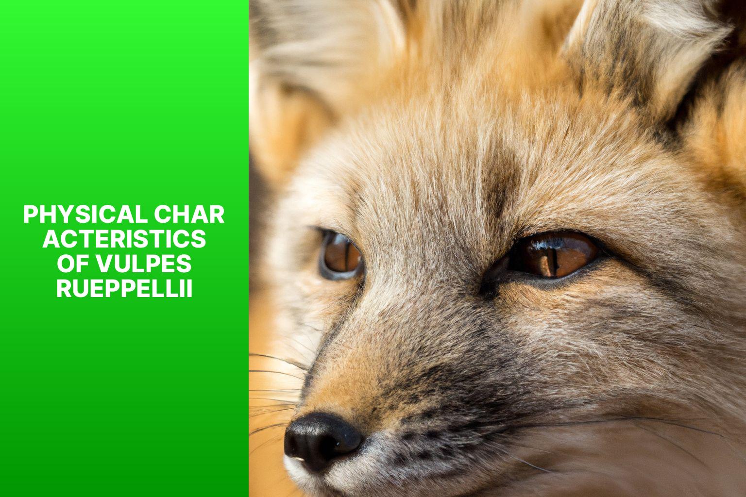 Physical Characteristics of Vulpes rueppellii - Vulpes rueppellii Physical Characteristics 