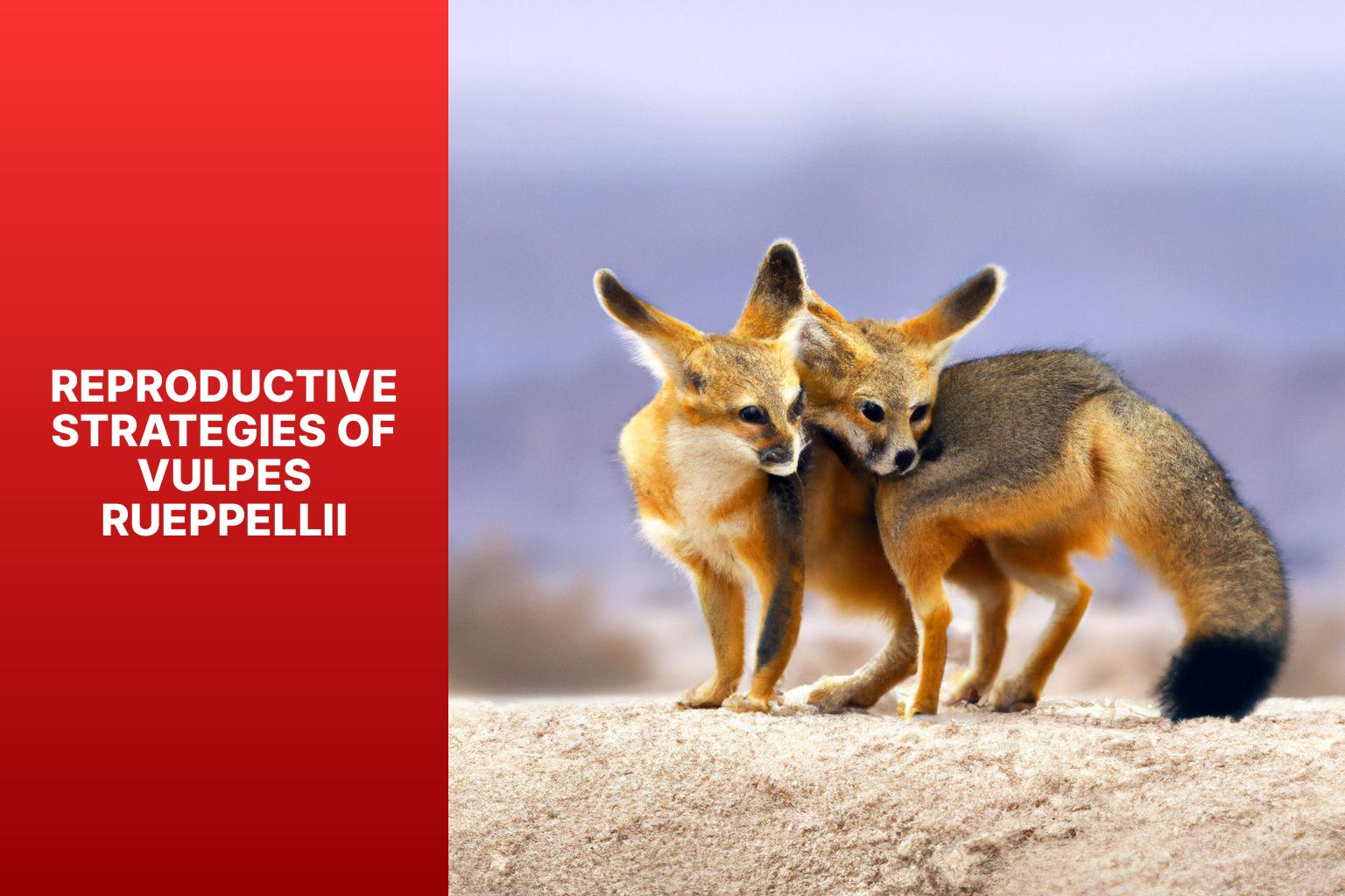Reproductive Strategies of Vulpes rueppellii - Vulpes rueppellii Reproduction 