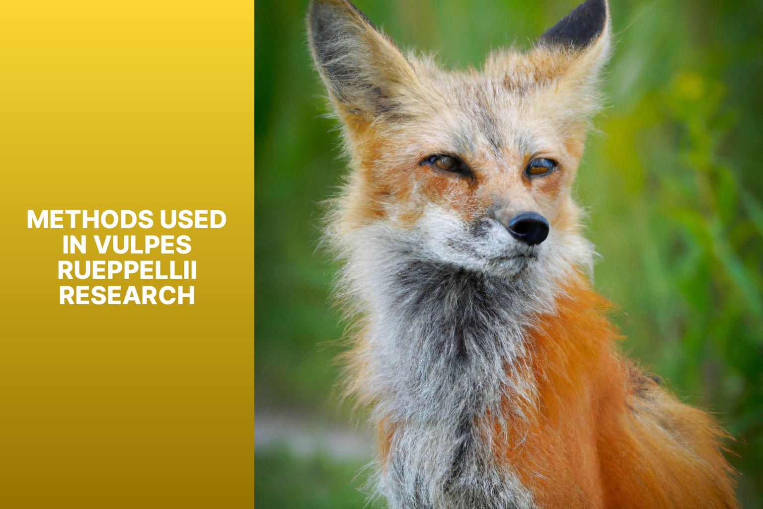 Methods Used in Vulpes rueppellii Research - Vulpes rueppellii Scientific Research 