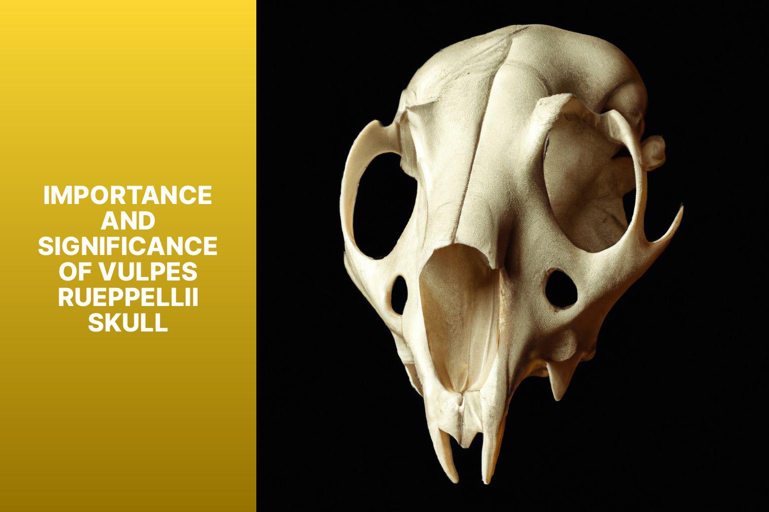 Importance and Significance of Vulpes rueppellii Skull - Vulpes rueppellii Skull 