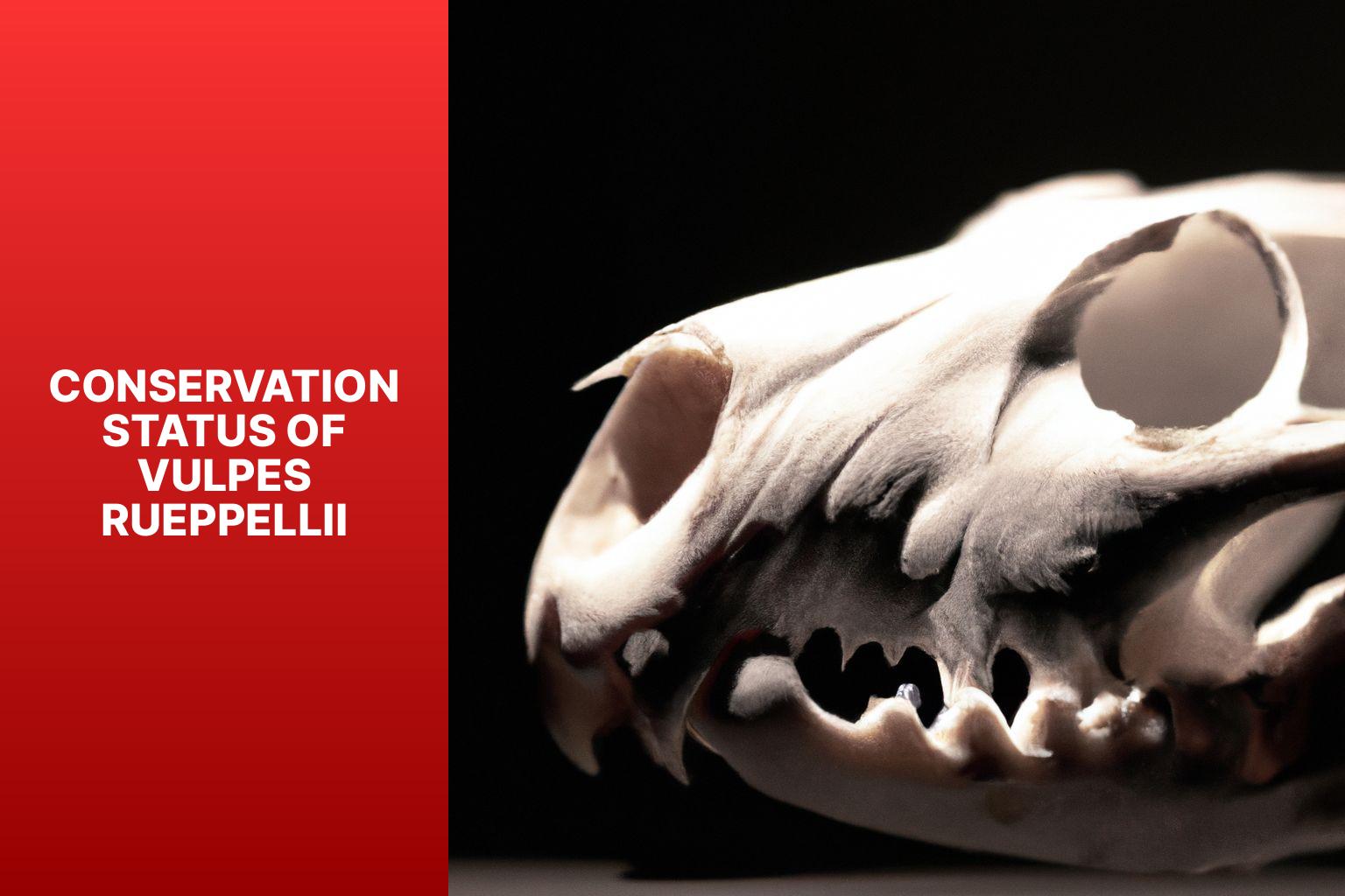 Conservation Status of Vulpes rueppellii - Vulpes rueppellii Skull 