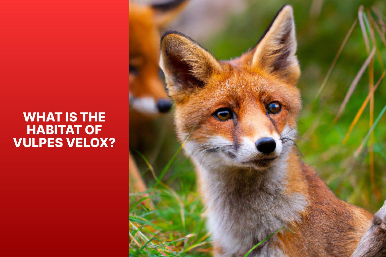 What is the Habitat of Vulpes Velox? - Vulpes Velox Habitat 
